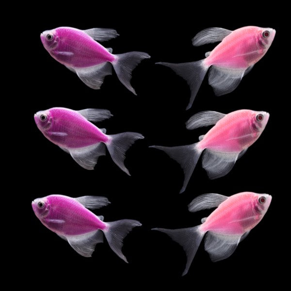 3 Long-Fin Purple and Pink Tetras
