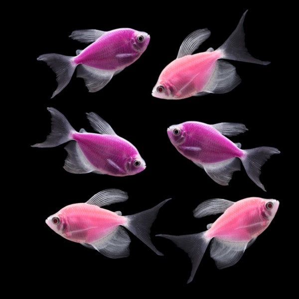 3 Each Long-Fin Purple and Pink Tetras