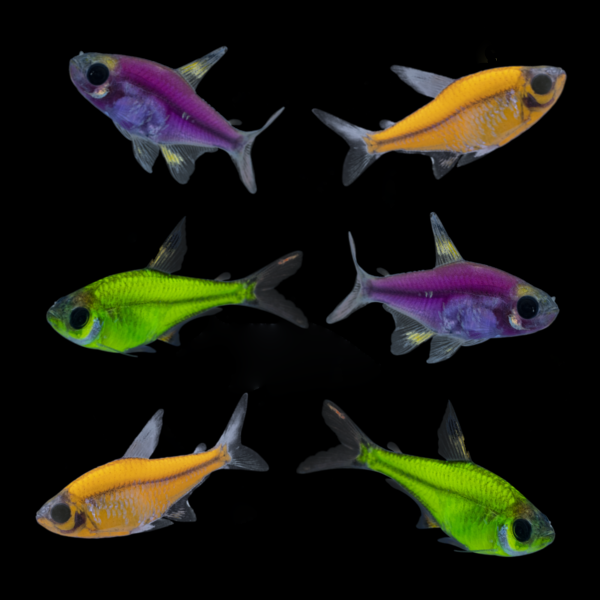GloFish® Mardi Gras Pristella Set 
