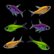 GloFish® Mardi Gras Pristella Set 