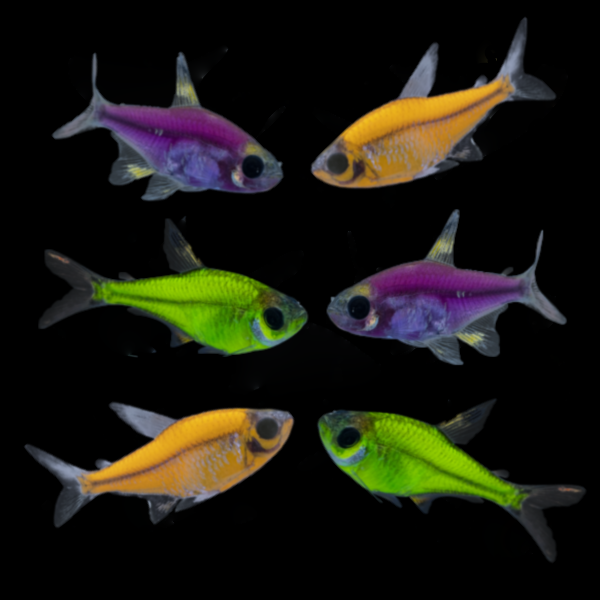 GloFish® Mardi Gras Pristella Set Mixed