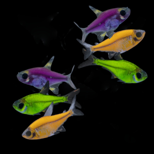 GloFish® Mardi Gras Pristella Set Purple Top