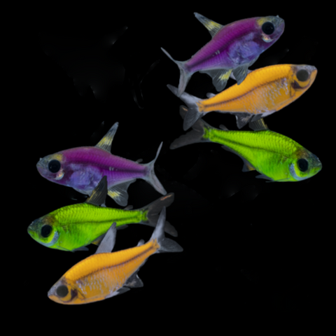 GloFish® Mardi Gras Pristella Set (6ct)