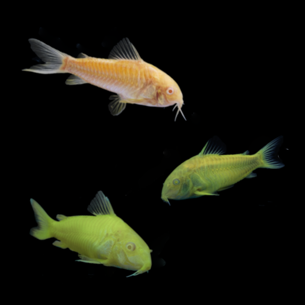 GloFish® Corydora Mixed Set orange