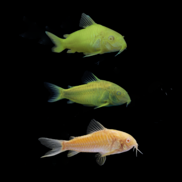 GloFish® Corydora Mixed Set green