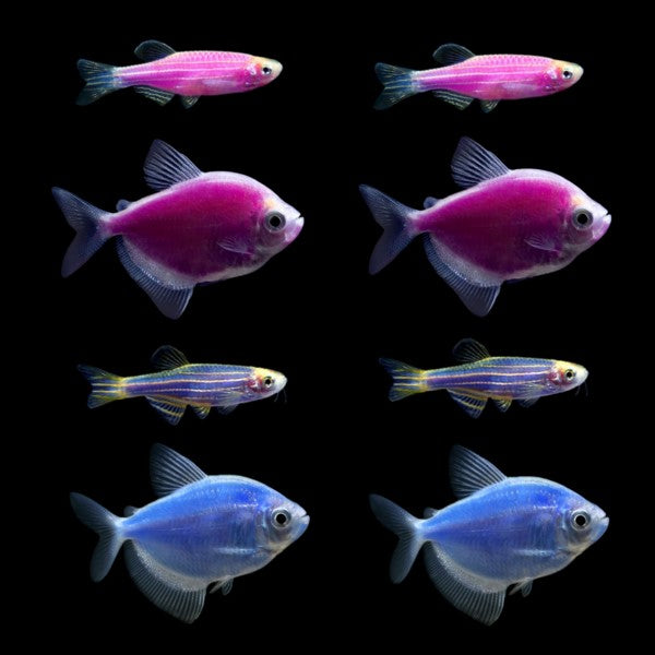 GloFish® Moonlight Set (8ct)