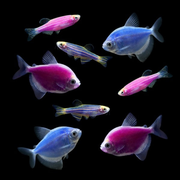 GloFish® Moonlight Set (8ct)