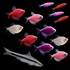 Danios, Tetras, and Siamese 