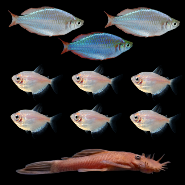 Three Dwarf Neon Rainbowfish swim right above six Starlight White® Tetras swimming left, with a Rusty Red Pleco below swimming right against a black background.