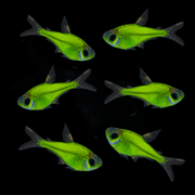 GloFish® Pristella Tetra Electric Green Six Count