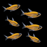 GloFish® Pristella Tetra Sunburst Orange Six Count