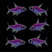 GloFish® Pristella Tetra Galactic Purple Six Count