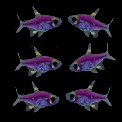 GloFish® Galactic Purple® Pristella Tetra 6pk (pristella maxilaris)
