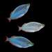 Dwarf Neon Rainbow Fish (3ct)