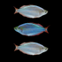 Dwarf Neon Rainbow Fish Set (3ct)