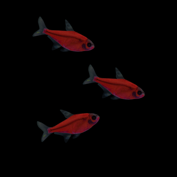 GloFish® Pristella Tetra Starfire Red 3 pack