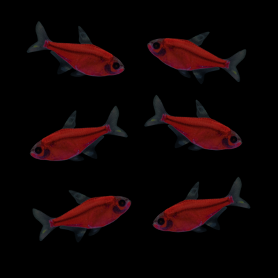 GloFish® Starfire Red® Pristella Tetra 6pk (pristella maxilaris)