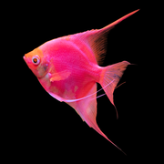 GloFish®  Angelfish Swim Left