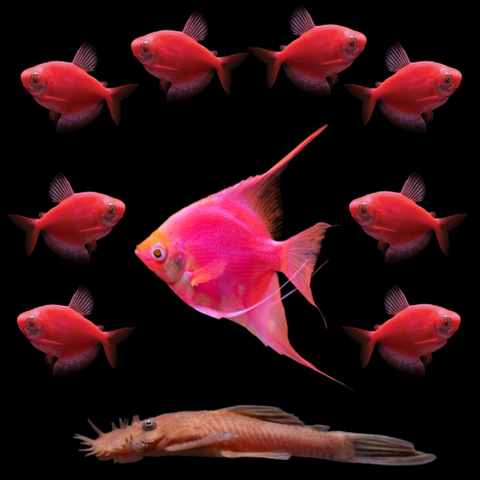 A group of GloFish® Red Collection fish, including Red Skirt Tetras, Pristellas, and a Rusty Red Pleco, displayed against a black background.