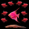 A group of GloFish® Red Collection fish, including Red Skirt Tetras, Pristellas, and a Rusty Red Pleco, displayed against a black background.
