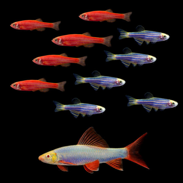 Red Danios, Blue Danios, and Blue Shark