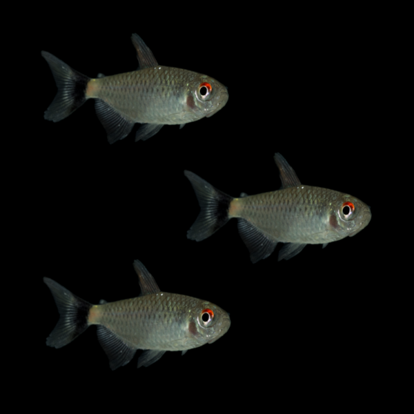 Red Eye Tetras (3ct)