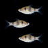 Ruby Red Barb 3ct 