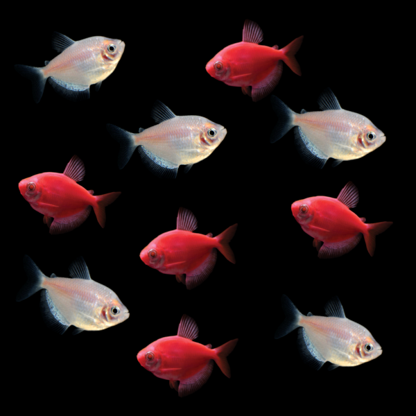 GloFish® Rudolph Collection (10ct)
