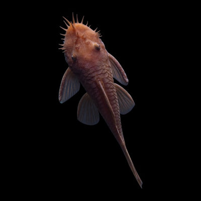 Rusty Red Bushy Nose Pleco Top View