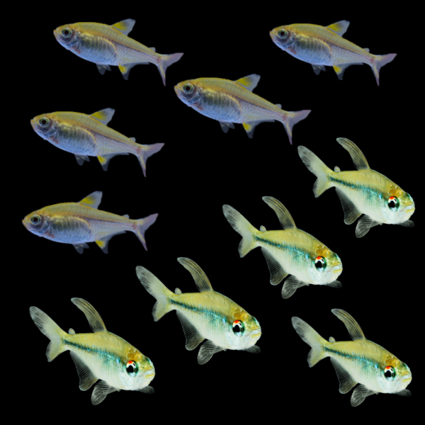 Silver and Gold Companion Set Corners