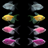 GloFish® Spring Collection (8 ct)
