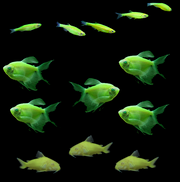 GloFish® St. Patrick's Set