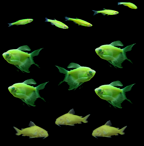 GloFish® St. Patrick's Set (13ct)