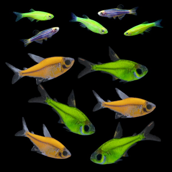 GloFish® Summer Collection