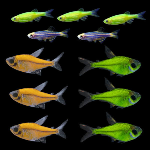 Colección de verano GloFish® (11 unidades)