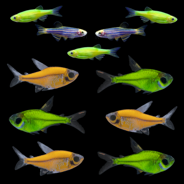Colección de verano GloFish® (11 unidades)