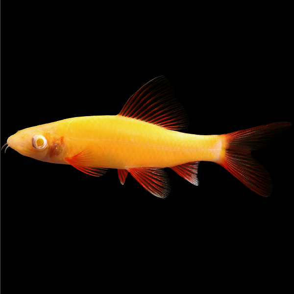 GloFish® Large Rainbow Shark