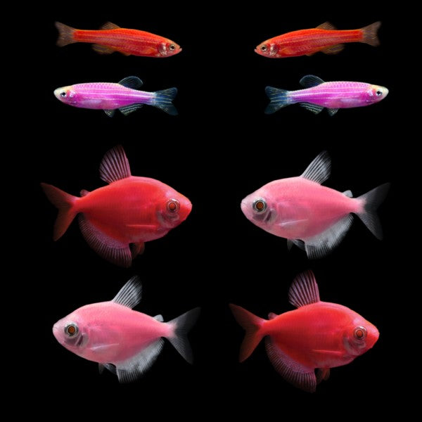 Four Danios, Four Tetras