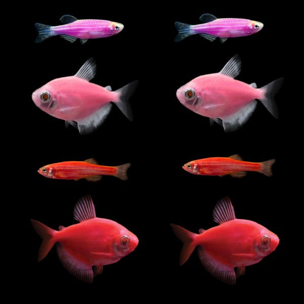 Two Purple Danios, Two Pink Tetras, Two Red Danios and Tetras each