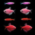 Two Purple Danios, Two Pink Tetras, Two Red Danios and Tetras each