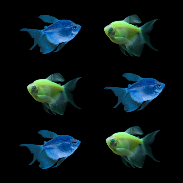 GloFish® XL Tropical Tide Collection