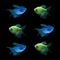 GloFish® XL Tropical Tide Collection
