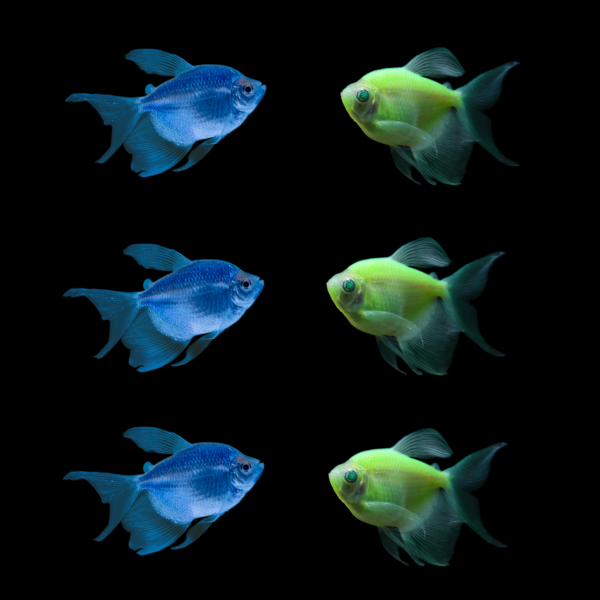 GloFish® XL Tropical Tide Collection