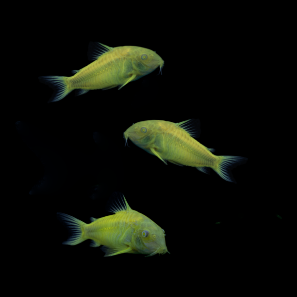 GloFish® Corydoras Single Color Set (3ct) Yellow