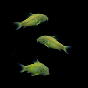 Three Celestial Yellow Corydora