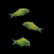 GloFish® Corydoras Single Color Set (3ct) Yellow