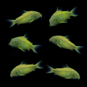 GloFish® Corydoras Single Color Set Celestial Yellow