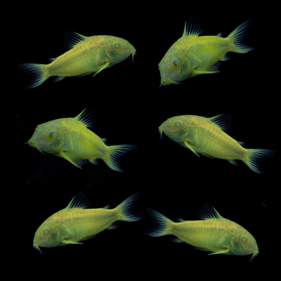 GloFish® Celestial Yellow™ Corydoras Catfish 6pk (corydoras aeneus)