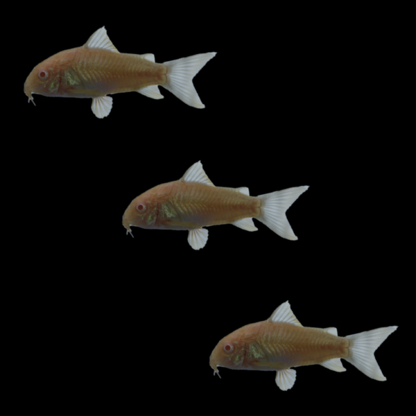Albino Corydoras Catfish Set (3ct)