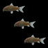 Albino Corydoras Catfish Set (3ct)